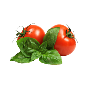 Tomato Plant